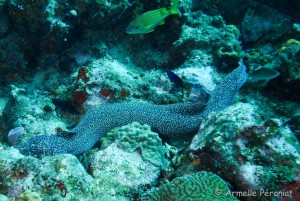 Malendure - îlet Pigeon